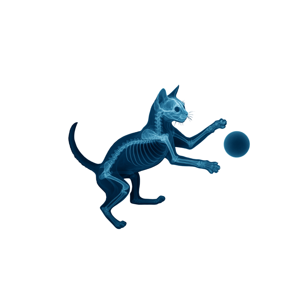 Cat playing with x-ray